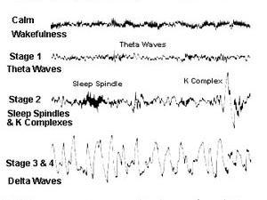 Circadian Rhythm While Fasting 2| islamstory | Islamic History Portal