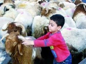 الطفل والأضحية رؤية خاصة